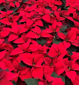 poinsettias